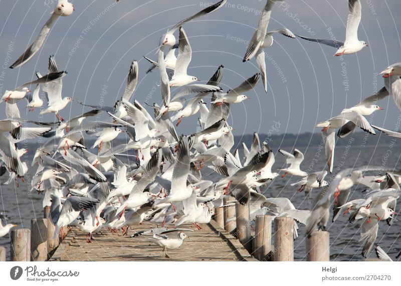 ein Schwarm Möwen fliegt aufgeregt von einem Holzsteg am See in die Höhe Umwelt Natur Tier Wasser Himmel Sommer Schönes Wetter Steinhuder Meer Wildtier Vogel