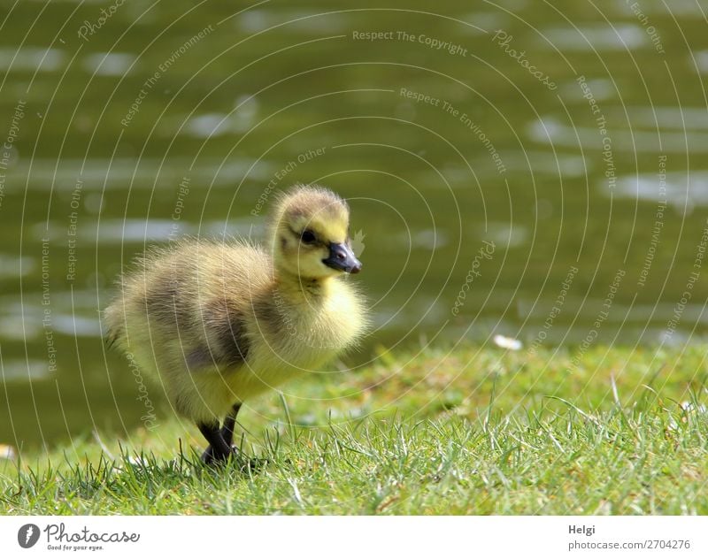 kleines flauschiges Gänseküken läuft durchs Gras am Seeufer Umwelt Natur Pflanze Tier Wasser Frühling Schönes Wetter Park Teich Wildtier Vogel Gans 1 Tierjunges