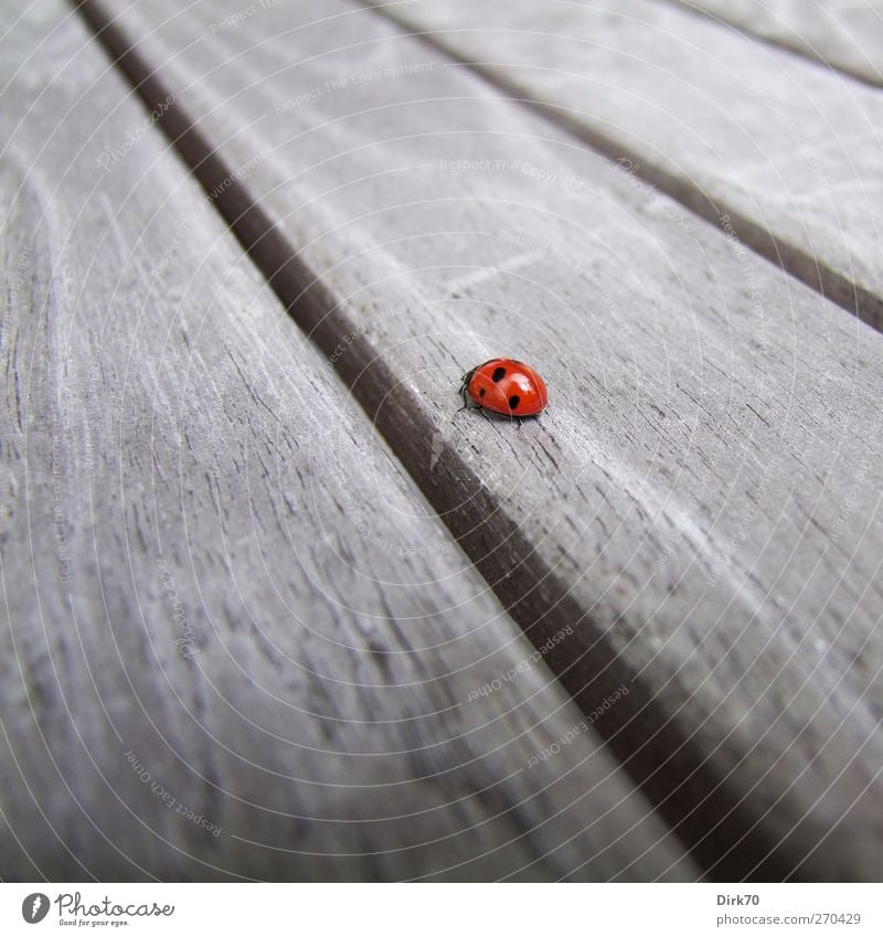 Wie weit ist der Weg ... Garten Tisch Gartentisch Umwelt Tier Frühling Käfer Marienkäfer 1 Holz krabbeln schön niedlich grau rot schwarz Frühlingsgefühle