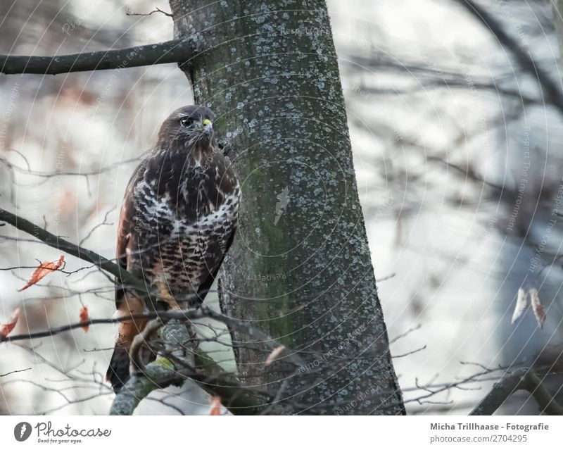 Bussard hält Ausschau Natur Tier Himmel Sonnenlicht Schönes Wetter Baum Ast Wildtier Vogel Tiergesicht Flügel Krallen Mäusebussard Greifvogel Schnabel Feder 1