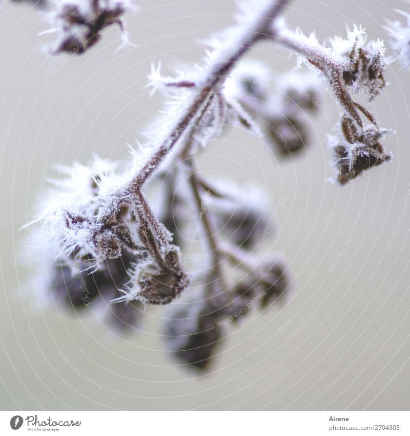 Saisonende Winter Eis Frost Brombeerbusch frieren kalt Spitze braun weiß Tod Schmerz Überleben Vergänglichkeit erfrieren Gedeckte Farben Außenaufnahme