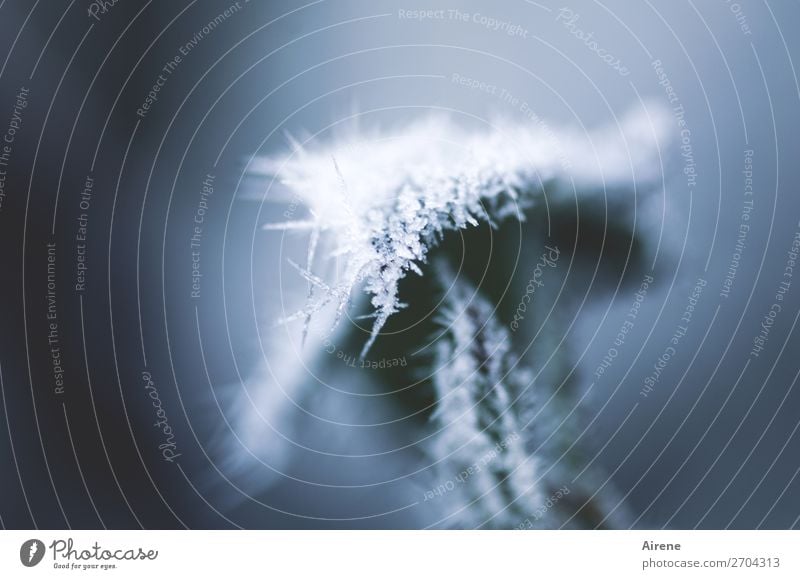 blaugefroren Winter Eis Frost Blatt frieren fest einzigartig kalt natürlich Spitze stachelig grau weiß Coolness Schmerz Eiskristall Raureif graugrün Eiszapfen