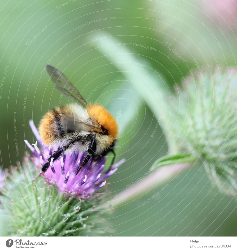 flauschige Hummel sucht Futter auf einer lila Distelblüte Umwelt Natur Pflanze Sommer Blume Blüte Wildpflanze Wiese Tier Wildtier 1 Blühend festhalten krabbeln