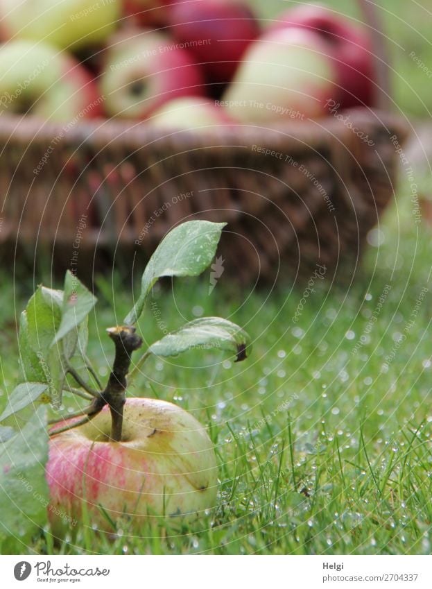 frisch gepflückter Apfel mit Stiel und Blättern liegt im nassen Gras, im Hintergrund ein Weidenkorb mit vielen Äpfeln Lebensmittel Frucht Ernährung Bioprodukte