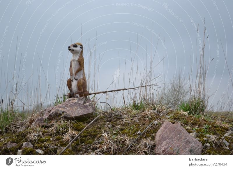 Menschen in Sicht!!! Natur Landschaft Himmel Gras Sträucher Feld Hügel Felsen Erdmännchen 1 Tier Stein beobachten Blick stehen hoch listig Freude Tierliebe