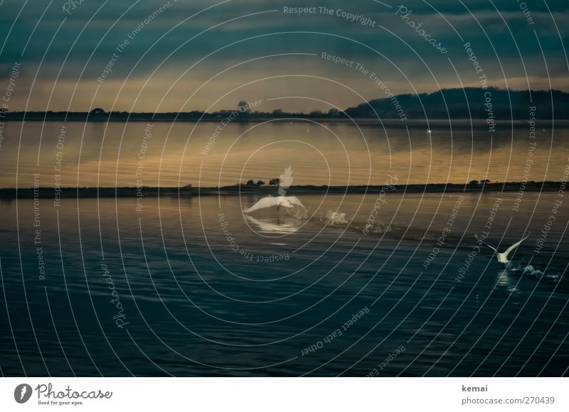 Hiddensee | Ein Schwan startet Umwelt Natur Landschaft Pflanze Tier Wasser Wolken Gewitterwolken Sonnenlicht Frühling Klima schlechtes Wetter Unwetter Baum