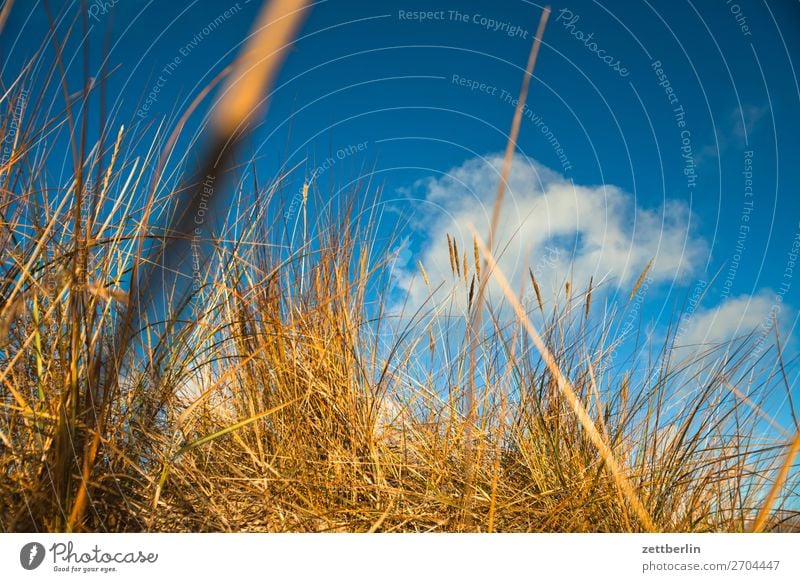 Düne Vorpommersche Boddenlandschaft Deutschland Ferien & Urlaub & Reisen Herbst Küste Mecklenburg-Vorpommern Meer mönchgut Nebensaison Natur Ostsee Rügen Strand