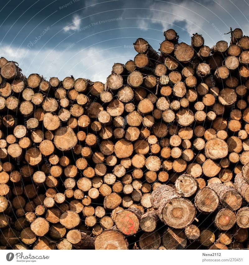 Wintervorrat Landwirtschaft Forstwirtschaft Himmel Wolken Gewitterwolken Baum Holz dunkel rund trocken viele braun Stapel Holzstapel Lager hoch Mengenzählwerk