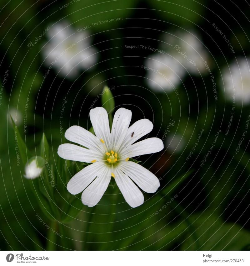 Blümelein... Umwelt Natur Pflanze Frühling Blume Blüte Wildpflanze Waldrand Blühend Wachstum ästhetisch dunkel einfach schön klein natürlich grün weiß