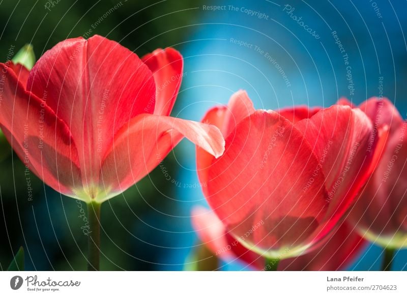 Nahaufnahme der isolierten Tulpenblüte Natur Landschaft Pflanze Himmel Sonnenaufgang Sonnenuntergang Frühling Schönes Wetter Blume Garten Park Blühend