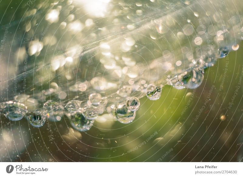 Surface of a leaf covered in water droplets Natur Pflanze springen Flüssigkeit frisch weich gelb grün bloom flower morning planen dew Feldrand wet glistening