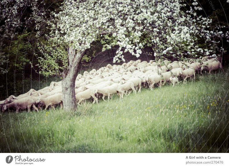 Mein Ausblick! Tier Nutztier Schaf Tiergruppe Herde Tierjunges Tierfamilie laufen Zusammensein Eile Wald Wiese Angst Appetit & Hunger Frühling Schweben Idylle