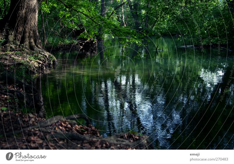 Märchenwasser Umwelt Natur Wasser Frühling Pflanze Baum Sträucher Park Teich Bach dunkel natürlich grün Märchenwald Märchenlandschaft geheimnisvoll Farbfoto