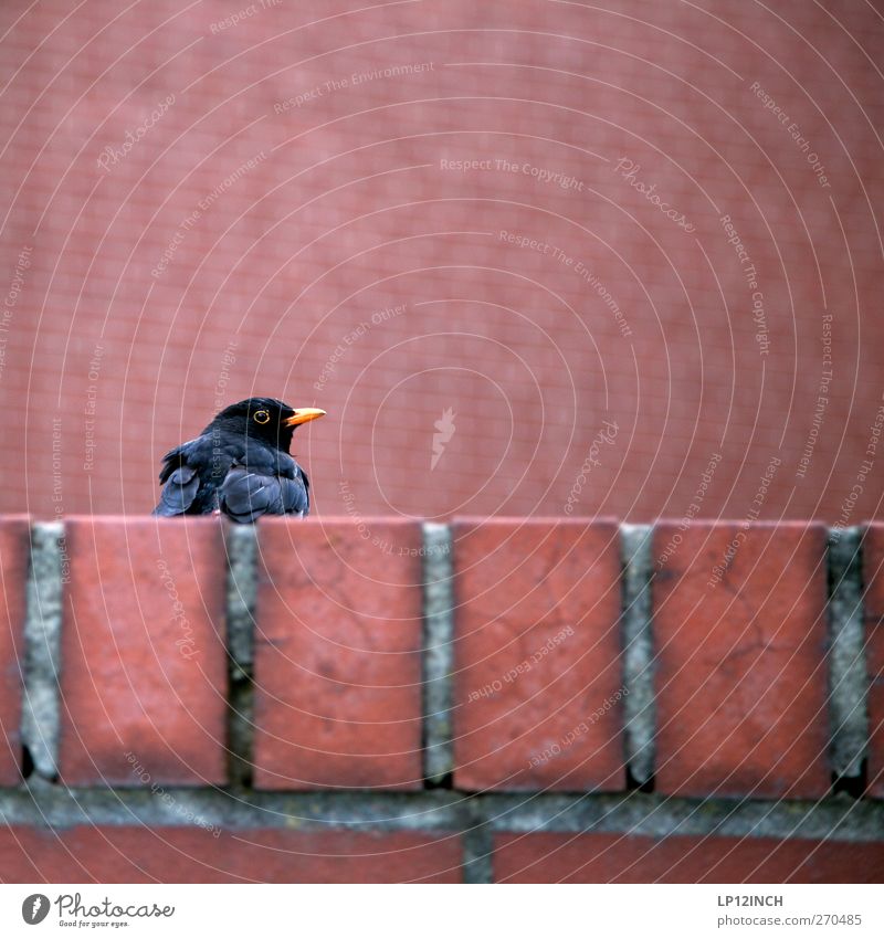 Am SEL Umwelt Mauer Wand Tier Wildtier Vogel 1 beobachten Neugier rot Freiheit Backstein Amsel Farbfoto Außenaufnahme Menschenleer Tag Schwache Tiefenschärfe