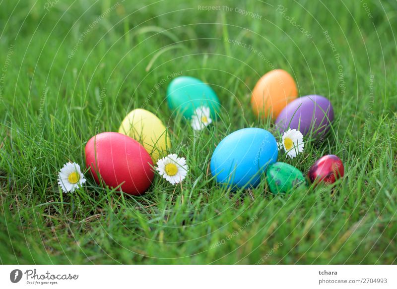 Gefärbte Ostereier im Gras Design Glück schön Jagd Sonne Dekoration & Verzierung Feste & Feiern Menschengruppe Natur Himmel Blume Wiese hell natürlich niedlich