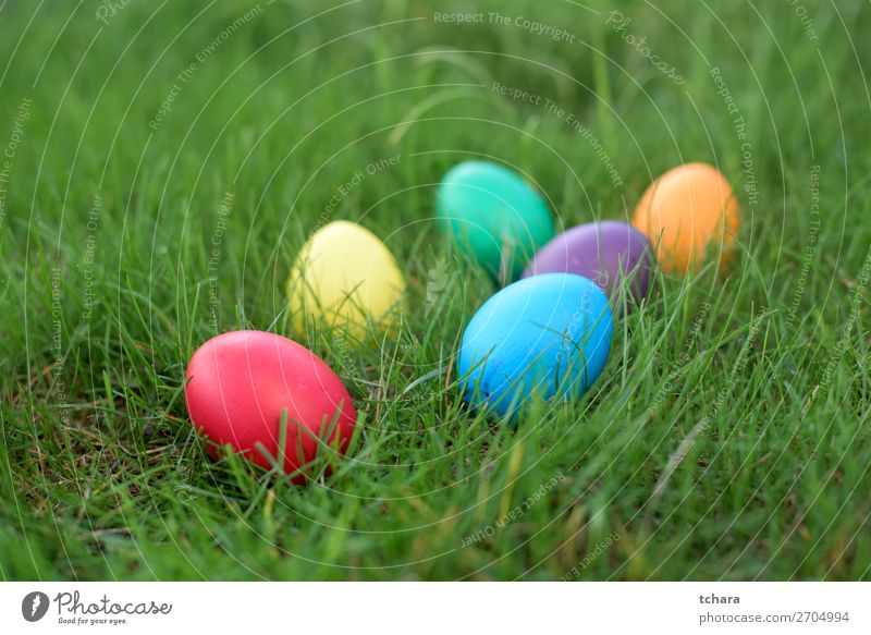 Osterjagd - farbige Hühnereier im Gras Design Glück schön Jagd Sonne Dekoration & Verzierung Feste & Feiern Menschengruppe Natur Himmel Blume Wiese hell