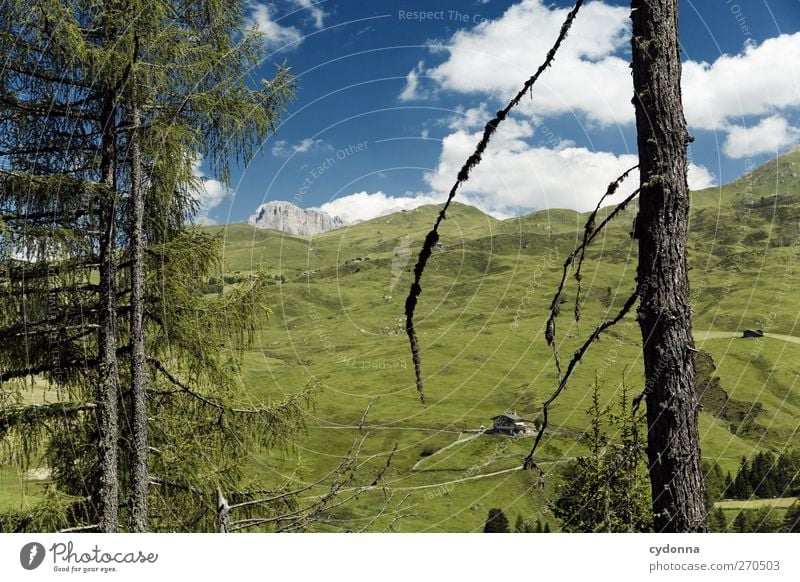 Dem Himmel so nah Erholung ruhig Ferien & Urlaub & Reisen Tourismus Ausflug Abenteuer Ferne Freiheit wandern Umwelt Natur Landschaft Sommer Schönes Wetter Baum