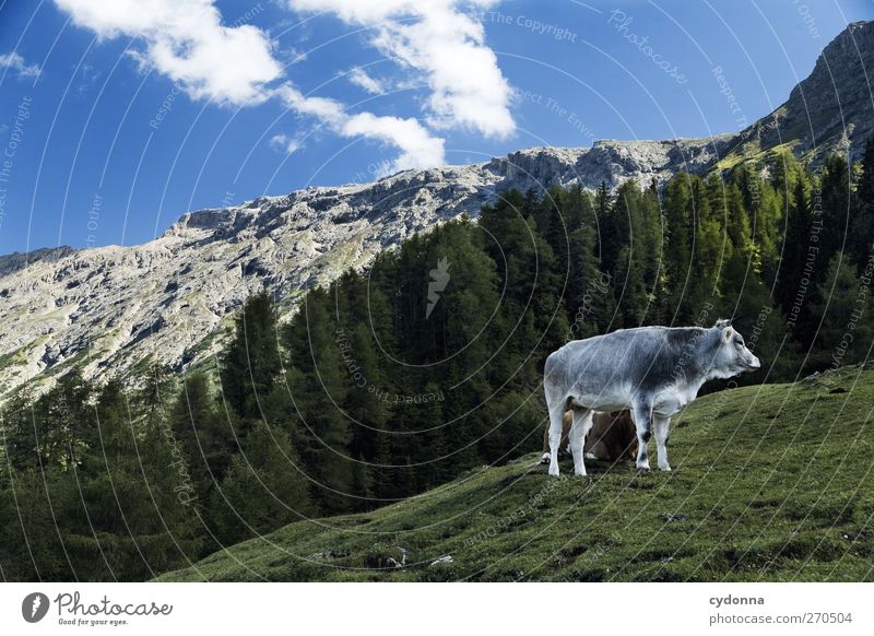 Seiser Alm harmonisch ruhig Ferien & Urlaub & Reisen Tourismus Ferne Freiheit Umwelt Natur Landschaft Himmel Sommer Wiese Wald Alpen Berge u. Gebirge Nutztier