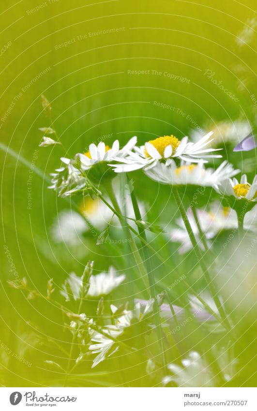 Gänse harmonisch Natur Pflanze Frühling Sommer Blume Gras Blüte Grünpflanze Nutzpflanze Gänseblümchen Wiese Blühend entdecken leuchten träumen einfach