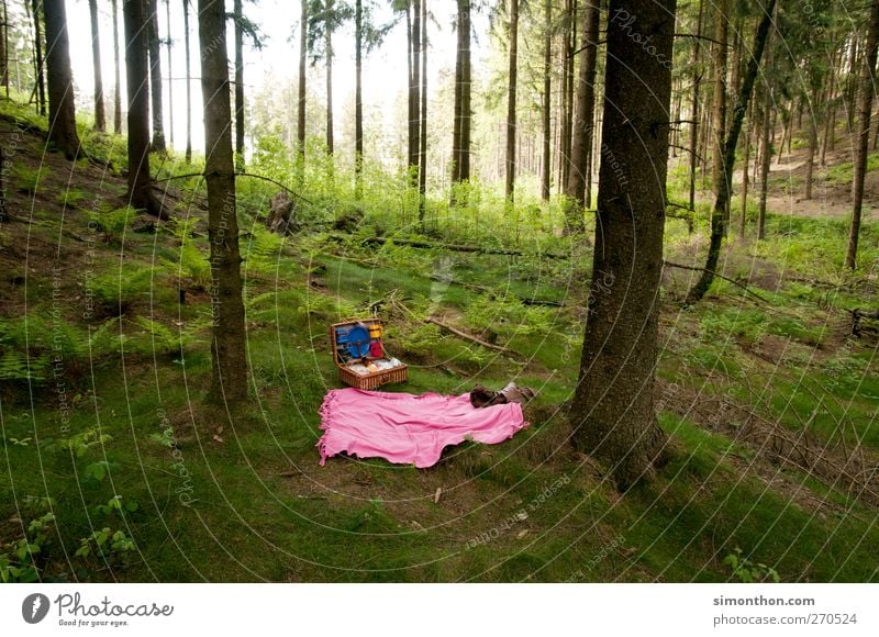 picknick Umwelt Erholung Picknick Picknickkorb Wald Ausflug Ferien & Urlaub & Reisen frei rosa Platz Waldlichtung Teutoburger Wald Baum Farbfoto