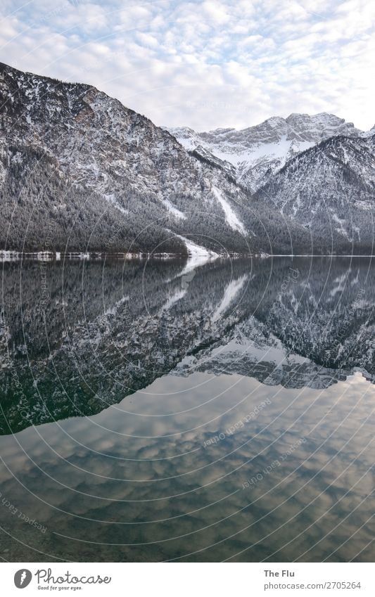 Spiegelglatt Natur Landschaft Himmel Wolken Winter Wetter Schönes Wetter Schnee Baum Alpen Berge u. Gebirge Gipfel Schneebedeckte Gipfel Seeufer Plansee