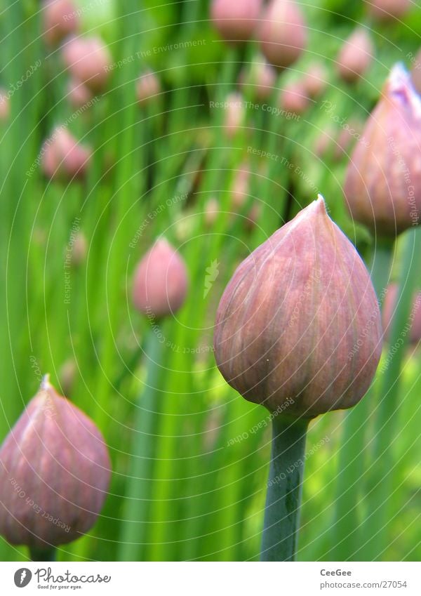 Schnittlauch Pflanze grün Kräuter & Gewürze Stengel Blüte Garten Natur Makroaufnahme Nahaufnahme Stab