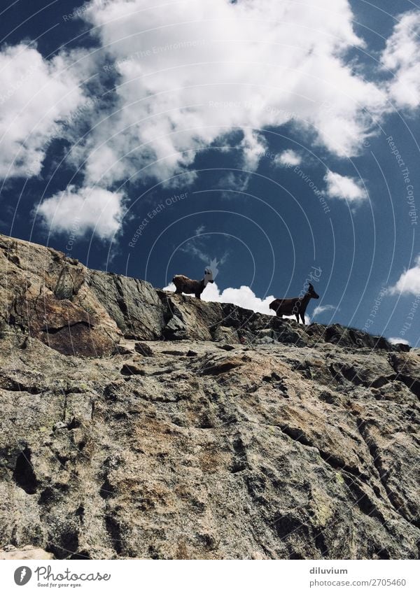 zu zweit Natur Himmel Wolken Felsen Berge u. Gebirge Tier Wildtier Steinbock 2 stehen natürlich Schwarzweißfoto Außenaufnahme Strukturen & Formen Tag