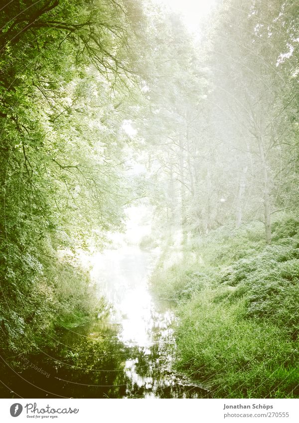 Auenland Umwelt Natur Landschaft Pflanze Sommer Klima Schönes Wetter Grünpflanze Wald Zufriedenheit Abenteuer Waldlichtung Waldsee Licht Lichterscheinung