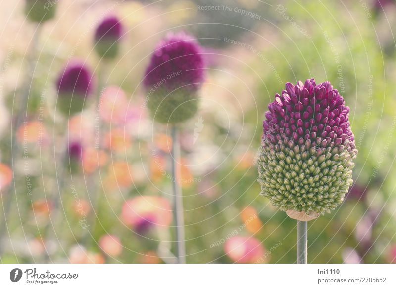 Lauch, Kugelköpfiger Natur Pflanze Sommer Schönes Wetter Blume Allium sphaerocephalon Garten Park mehrfarbig grau grün violett orange rosa weiß Porree