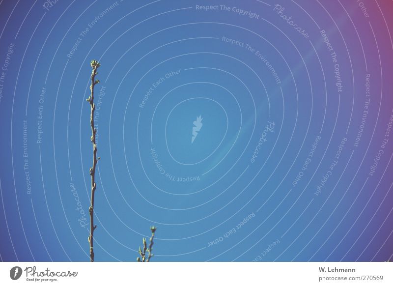 Fehlerhaftes Bild Umwelt Natur Landschaft Pflanze Himmel Wolkenloser Himmel dünn blau grün rot Pflanzenteile Farbfoto mehrfarbig Außenaufnahme Experiment