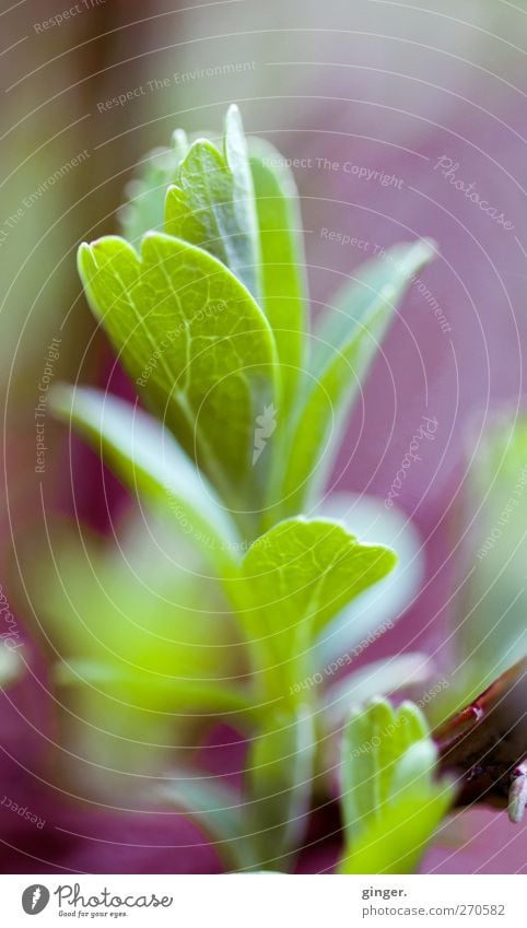 Warten? Warten! Umwelt Natur Pflanze Frühling Sträucher Blatt Grünpflanze Nutzpflanze authentisch einfach grün violett Jungpflanze streben Wachstum zart