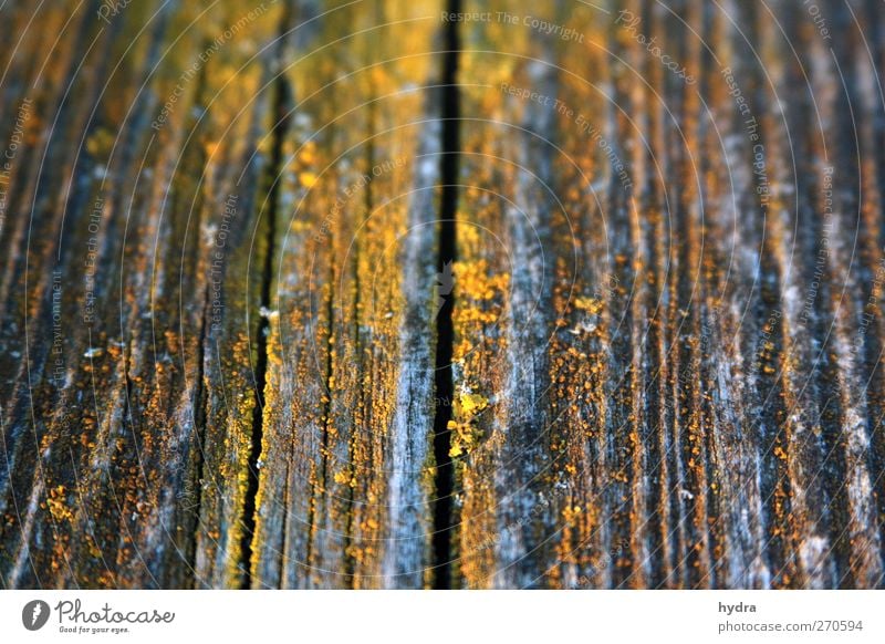 Stegbewohner Renovieren Handwerk Natur Pflanze Pilz moos Mauer Wand Holzbrett Dielenboden Wege & Pfade Brücke Schiffsplanken Anlegestelle alt dreckig einfach