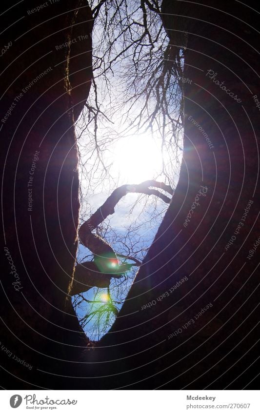 vernal reflection 2 Umwelt Natur Landschaft Pflanze Himmel Wolken Sonne Sonnenlicht Frühling Schönes Wetter Baum Wald authentisch groß hell natürlich blau braun