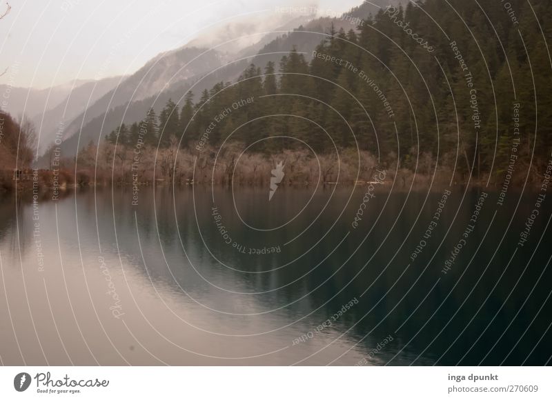 Stille Wasser... Umwelt Natur Landschaft Pflanze schlechtes Wetter Baum Wildpflanze Wald Berge u. Gebirge Seeufer Sichuan China dunkel kalt trist kahl