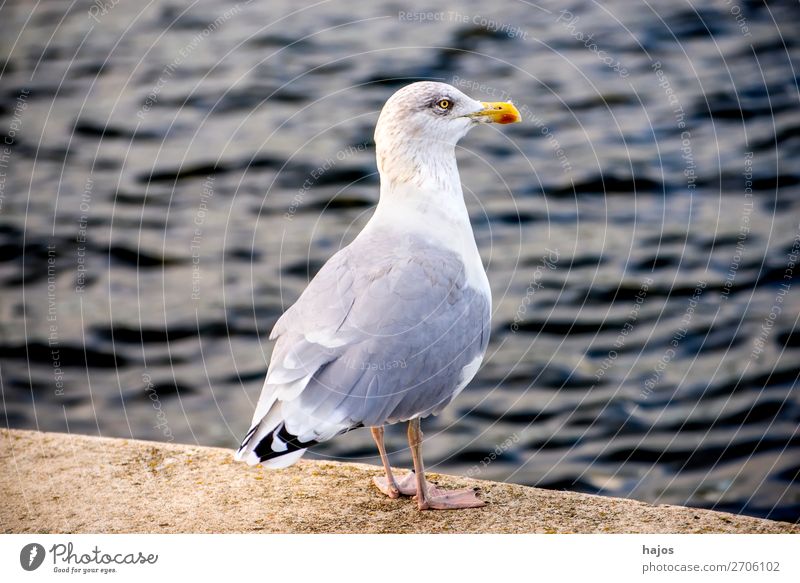 Silbermöwe am Pier an der Ostsee Tier Wildtier Vogel 1 stehen Möwe grau weiß steht schaut stolz Fauna Polen Farbfoto Außenaufnahme Textfreiraum links