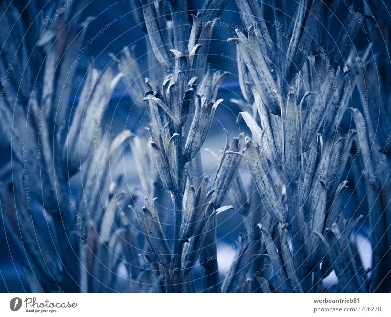 Blaue Pflanzen im Winterhintergrund Design Natur Frühling Blume Blatt Wachstum Hintergründe getöntes Bild Schönheit in der Natur Beautyfotografie Nahaufnahme