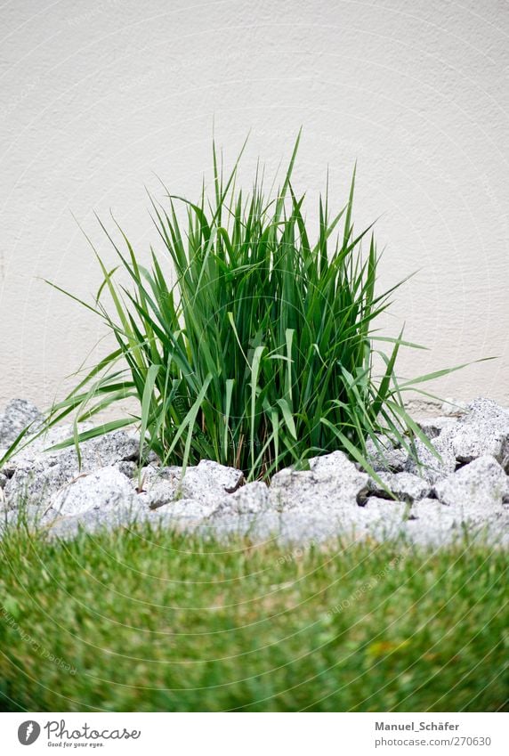 grasgrün - steingrau Pflanze Sommer Gras Grünpflanze Garten Stein Wand Granit Farbfoto Außenaufnahme Menschenleer Tag Schwache Tiefenschärfe Froschperspektive