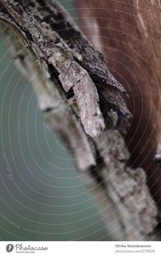 Losgelöst Umwelt Natur Pflanze Frühling Baumstamm Baumrinde alt hängen dehydrieren natürlich trocken braun Holz Totholz Tod splittern losgelöst Faser Schuppen