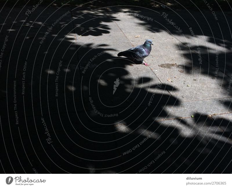 pigeon box Straße Vogel Taube 1 Tier Stein laufen schwarz Kontrast Blattschatten Farbfoto Gedeckte Farben Außenaufnahme Muster Textfreiraum links