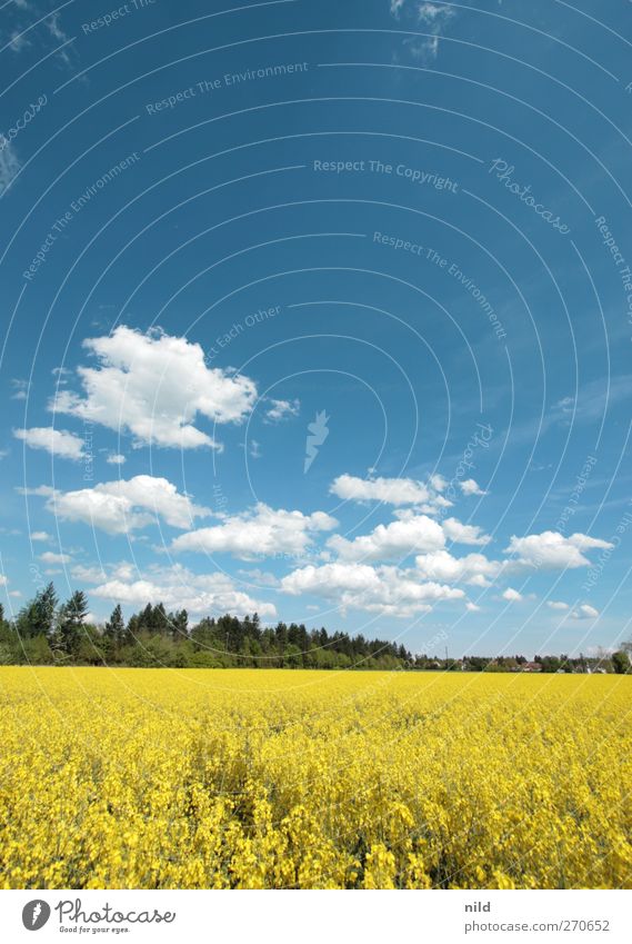 Weiß-blau-grün-gelb Umwelt Natur Landschaft Himmel Wolken Frühling Schönes Wetter Pflanze Nutzpflanze Raps Feld Landwirtschaft Bioprodukte Biokraftstoff