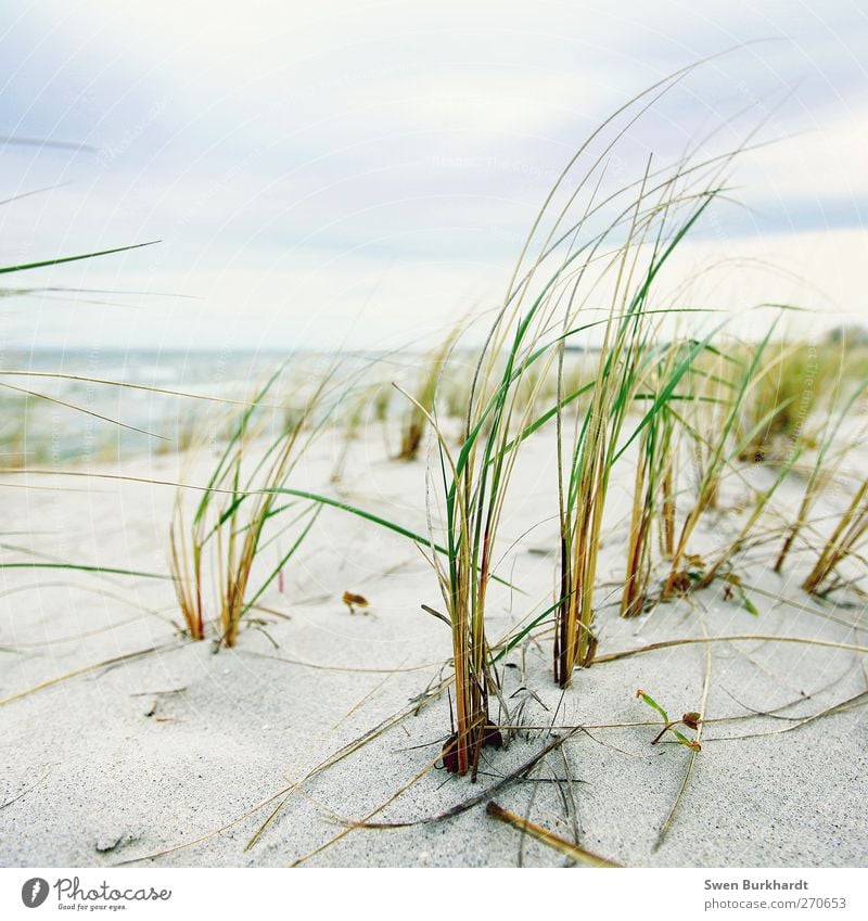 Meer in Sicht Ferien & Urlaub & Reisen Abenteuer Ferne Sommer Strand Wellen Umwelt Natur Landschaft Pflanze Urelemente Sand Luft Wasser Himmel Wolken Horizont