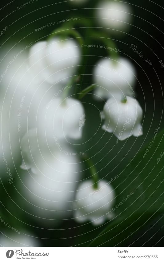 dezente  Maiglöckchen Frühlingsblume Frühlingserwachen heimisch Wildblumen nordisch Frühlingsimpression Romantik romantisch Frühblüher zarte Blüten duften Duft