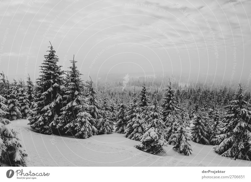 Winterwald im Harz XX Sturmschaden Borkenkäfer Klimawandel Gebirge Sachsen-Anhalt Abenteuer Tourismus Ausflug Freiheit Sightseeing Schnee Winterurlaub