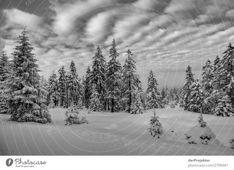 Winterwald im Harz XIX Sturmschaden Borkenkäfer Klimawandel Gebirge Sachsen-Anhalt Abenteuer Tourismus Ausflug Freiheit Sightseeing Schnee Winterurlaub