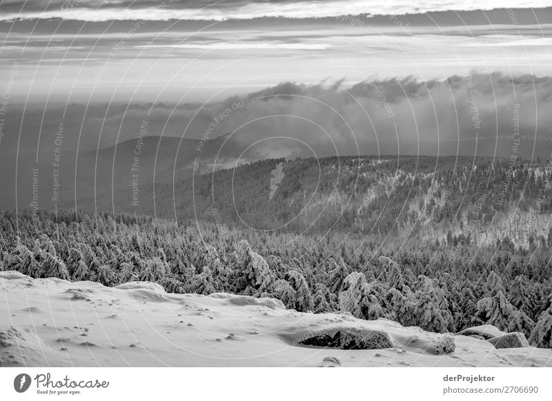 Winterwald im Harz XVII Sturmschaden Borkenkäfer Klimawandel Gebirge Sachsen-Anhalt Abenteuer Tourismus Ausflug Freiheit Sightseeing Schnee Winterurlaub