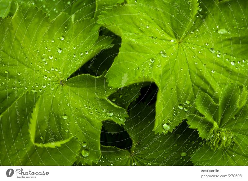 Tautropfenmakro für Carlitos Sommer Garten Umwelt Natur Landschaft Pflanze Klima Wetter Unwetter Gewitter Blatt Grünpflanze Park gut frühlig himmel