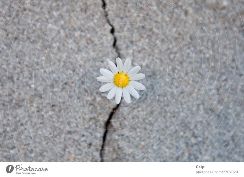 Daisy, geboren aus einem Riss im Asphalt. Leben Sommer Umwelt Natur Pflanze Blume Straße Beton Wachstum natürlich stark gelb grün Kraft Einsamkeit Überleben