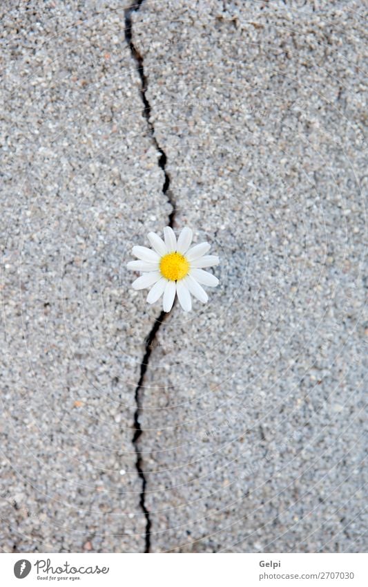 Daisy, geboren aus einem Riss im Asphalt. Leben Sommer Umwelt Natur Pflanze Blume Straße Beton Wachstum natürlich stark gelb grün Kraft Einsamkeit Überleben