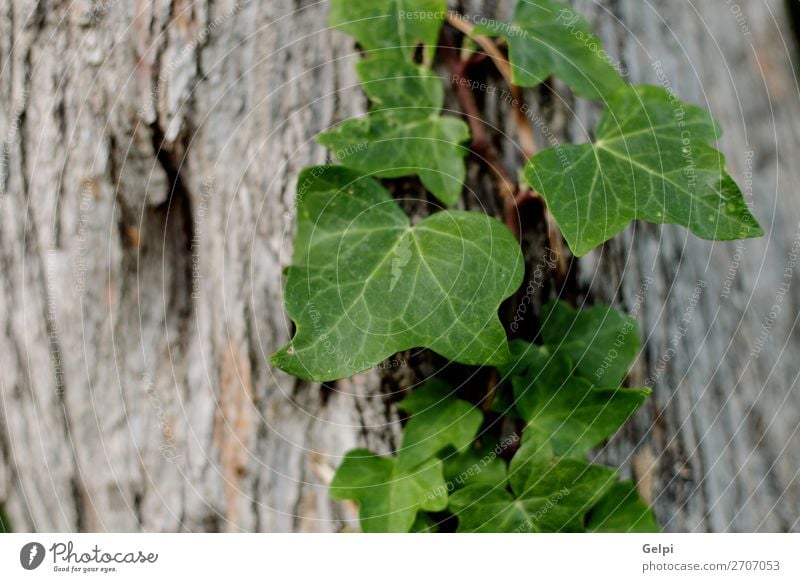 Grüner Zweig des Efeuanbaus Design Leben Sommer Garten Dekoration & Verzierung Klettern Bergsteigen Natur Landschaft Pflanze Baum Blatt Wald Wege & Pfade