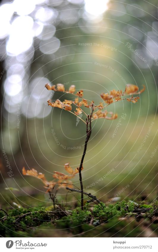 kleine Welt ganz gross Umwelt Natur Pflanze Sonnenlicht Sommer Baum Moos Wildpflanze Wald Wachstum frisch Gesundheit natürlich trocken braun gelb grün orange